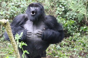 Hidden meaning of mountain gorillas' chest beats