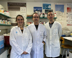 Molecular mechanism associated with juvenile Parkinson's