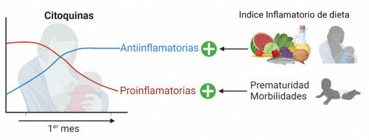 La dieta y el parto prematuro influyen en la composici�n de la leche materna