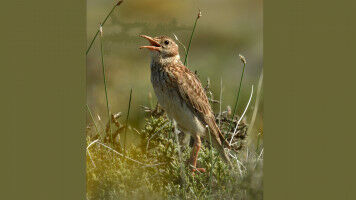La emblem�tica alondra ricot� se encuentra en peligro de extinci�n
