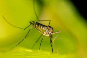 Microbe discovered which prevents mosquitoes from harbouring malaria parasite