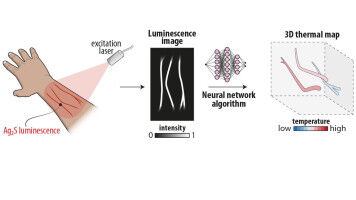 Desarrollan un sistema para mapear en 3D la temperatura dentro de tejidos vivos
