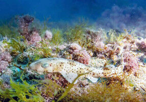 Identificados los factores clave para la supervivencia de los tiburones capturados accidentalmente en el Mediterr�neo