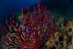 Climate change advances the start of the reproductive cycle of the Mediterranean gorgonian