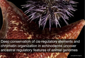 New findings on genomic regulation mechanisms throughout evolution