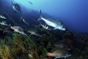 A sea without borders: an acoustic telemetry network between France and Cataloni