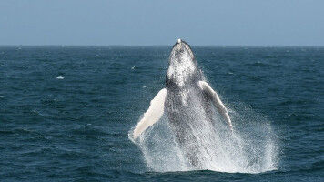 The seamounts of Cape Verde: a biodiversity hotspot and a priority for marine co