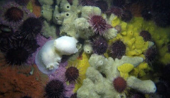 Una campa�a cient�fica de la Universidad de Barcelona estudiar� el impacto del cambio global y las actividades humanas en la Ant�rtida